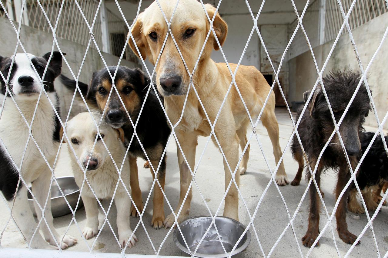 Psi u kavezu