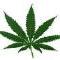 Avatar Hemp
