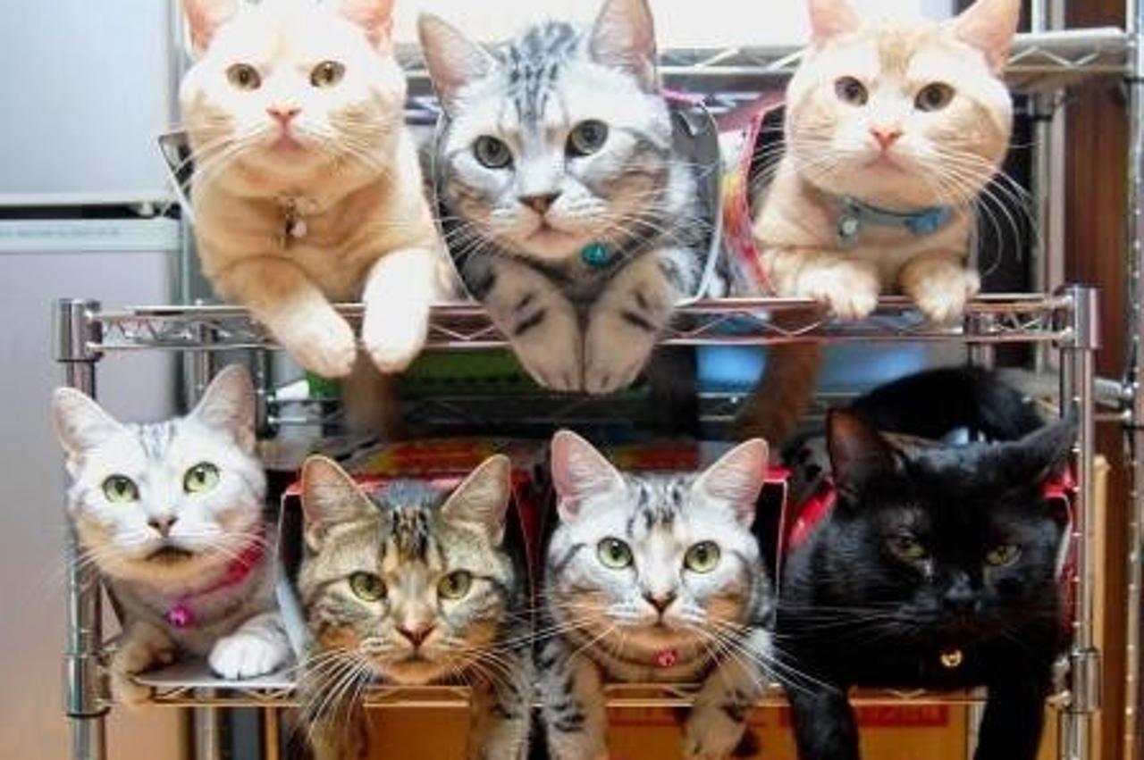 cats 3