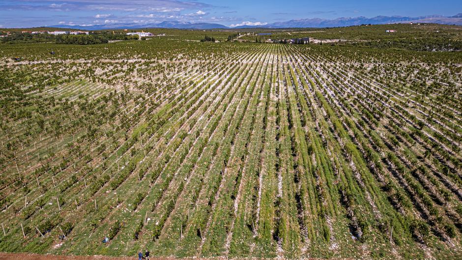 Čitluk: Berba grožđa u Kamenim vinogradima 