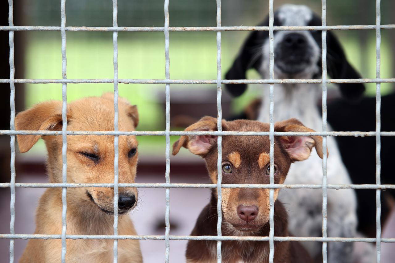 06.08.2014., Dumovec, Zagreb - Stenci iz azila  za pse u Dumovcu.  Photo: Jurica Galoic/PIXSELL