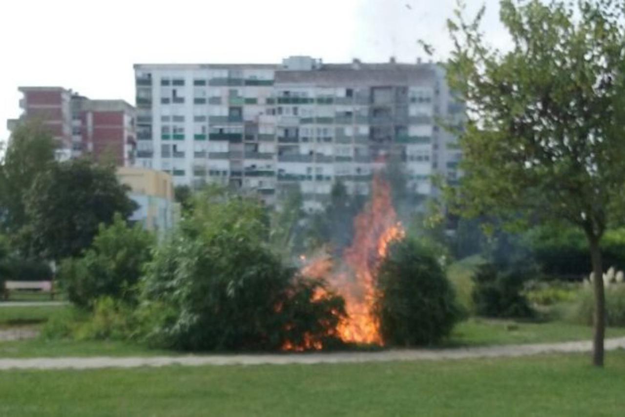Zapaljeni grm