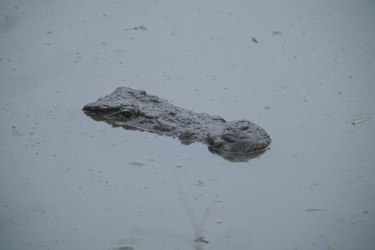 krokodil