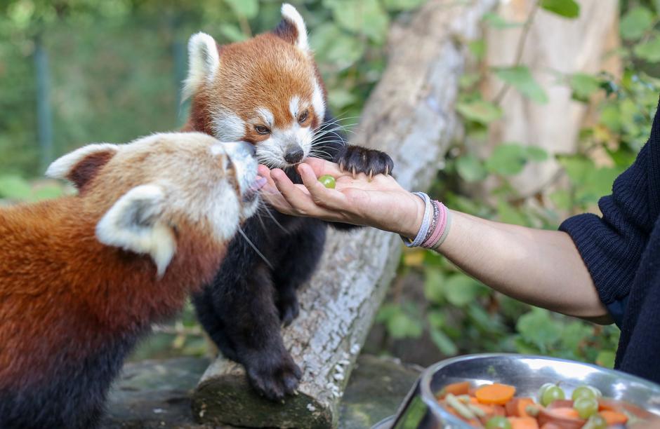 Crvene pande u Zoološkom vrtu