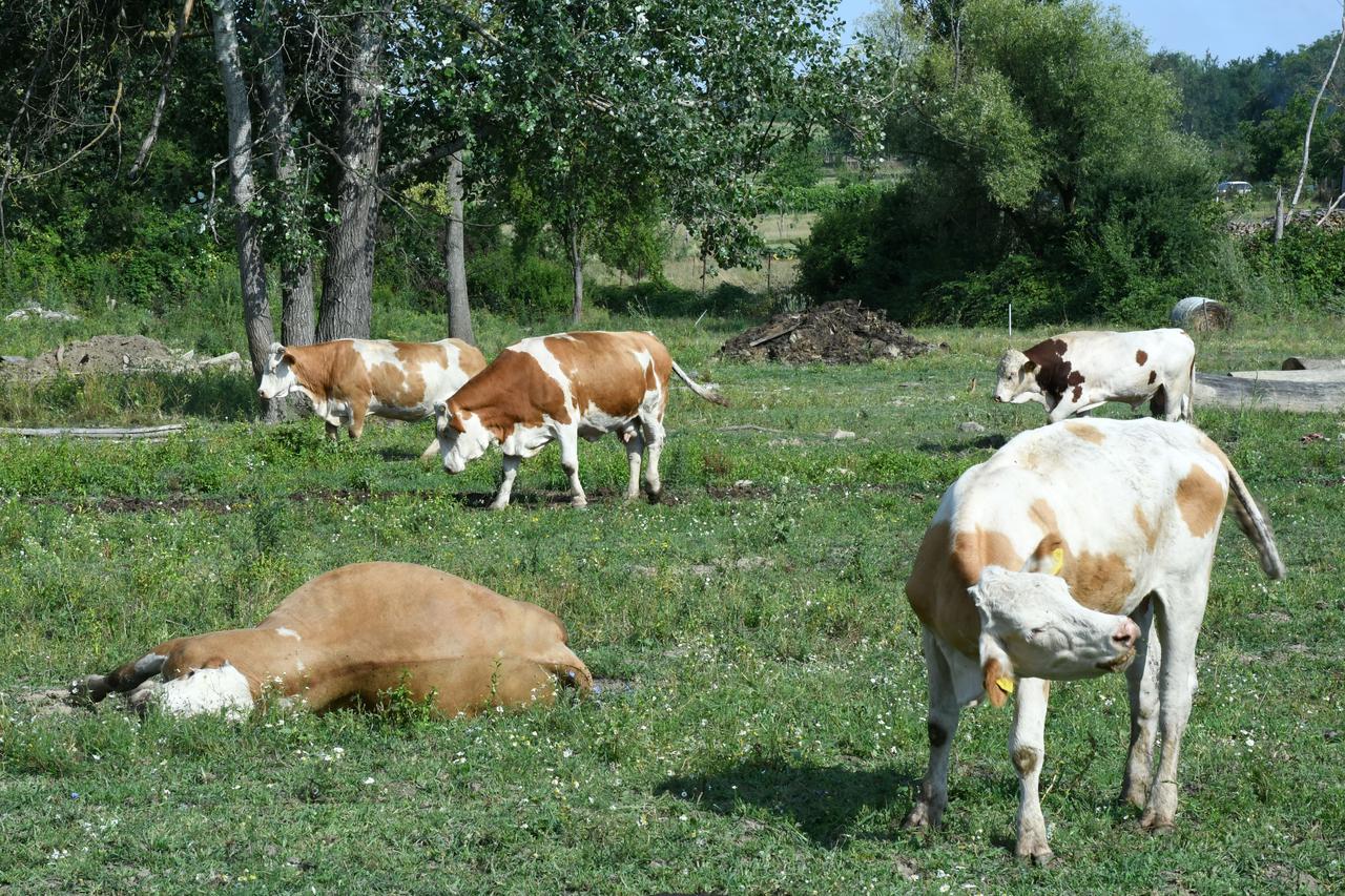 Više od stotine krava uginulo u Lonjskom polju