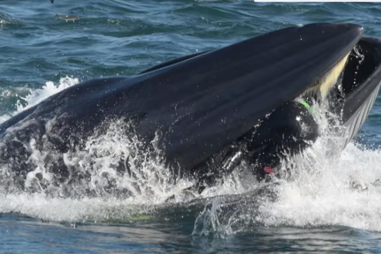 Kit ispljunuo ronioca