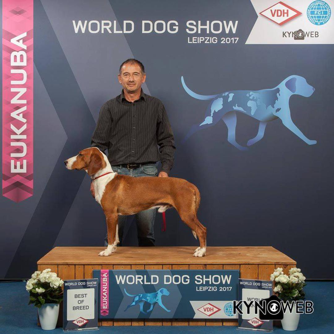 Posavski gonič Sandokan Darka Vučkovića  osvojio je titulu svjetskog prvaka
