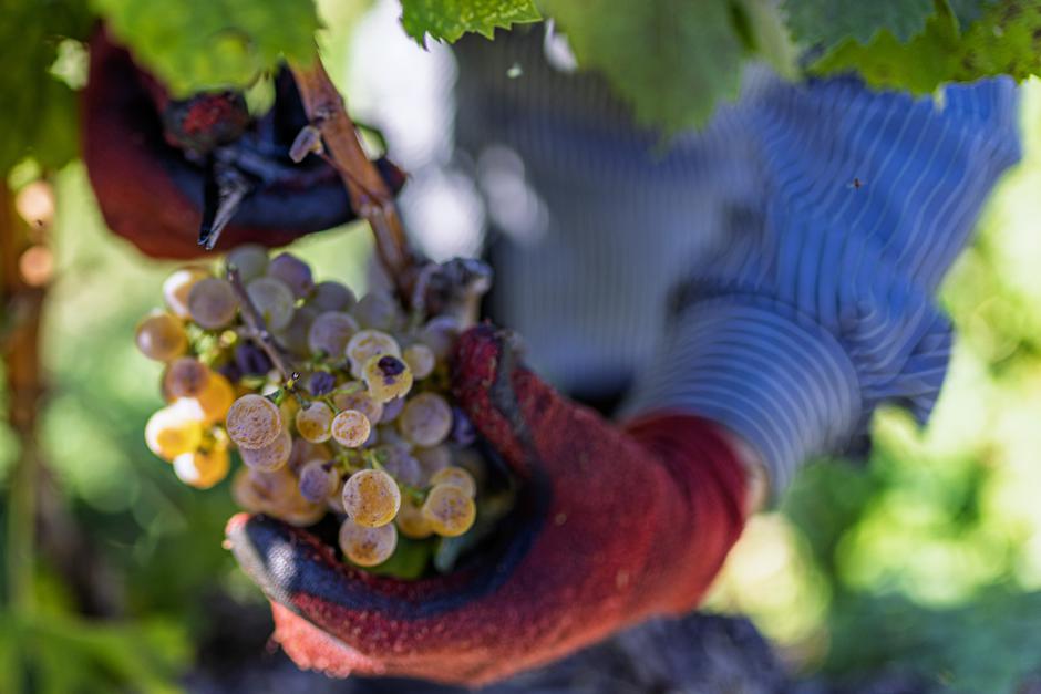 Čitluk: Berba grožđa u Kamenim vinogradima 
