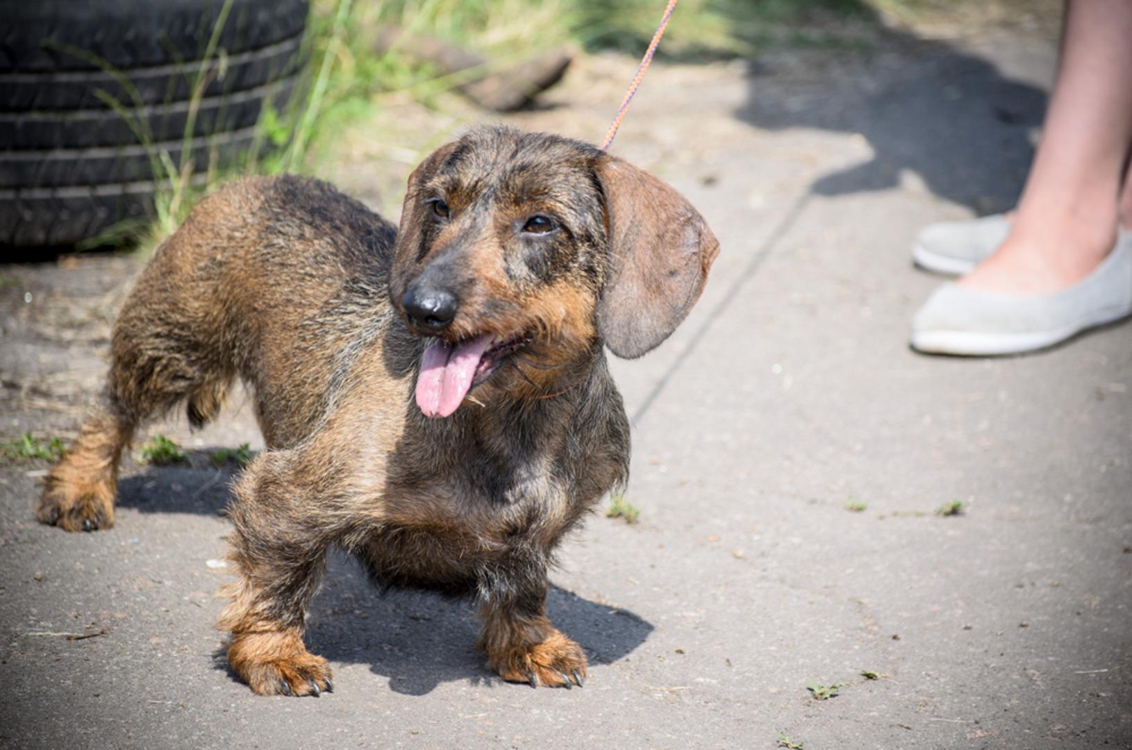 Jazavčar: Za jazavčare se često navodi očekivani životni vijek od 12 do 16 godina. To su psi s velikim karakterom i izdržljivošću, ali s građom koja traži malo više pameti u svakodnevici. Ako želite da doživi starost u formi, ključni su održavanje idealne tjelesne težine i oprez s leđima, npr. manje skakanja s visine.