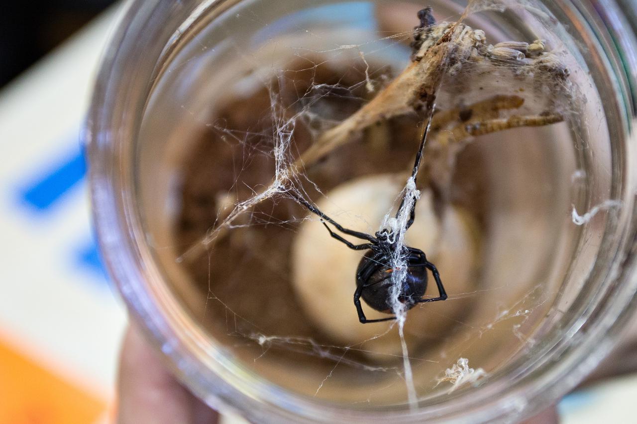 Zagreb: Dan i no? na PMF-u, skup popularno-znanstvenih manifestacija 