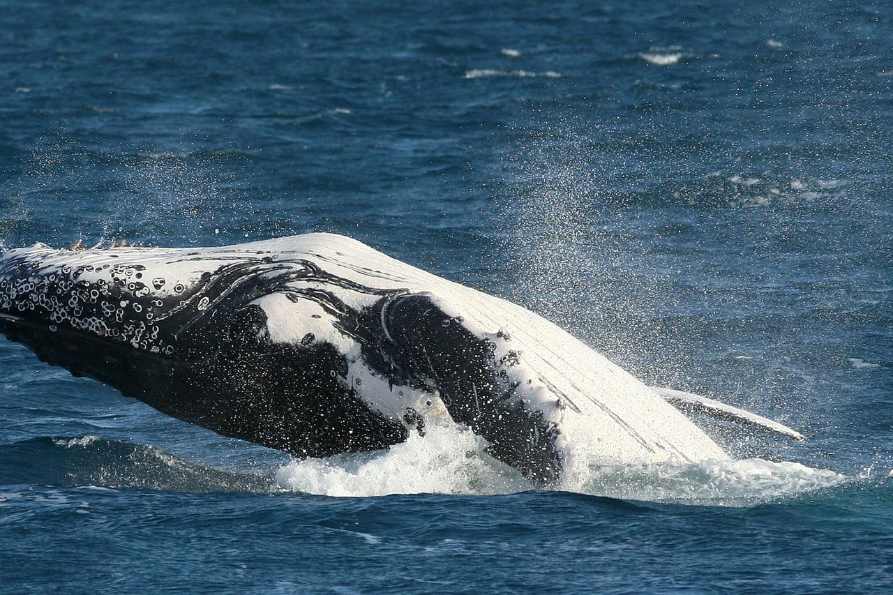A humpback whale breaches the surface by propelling most of its body from the sea in Hervey  Bay
