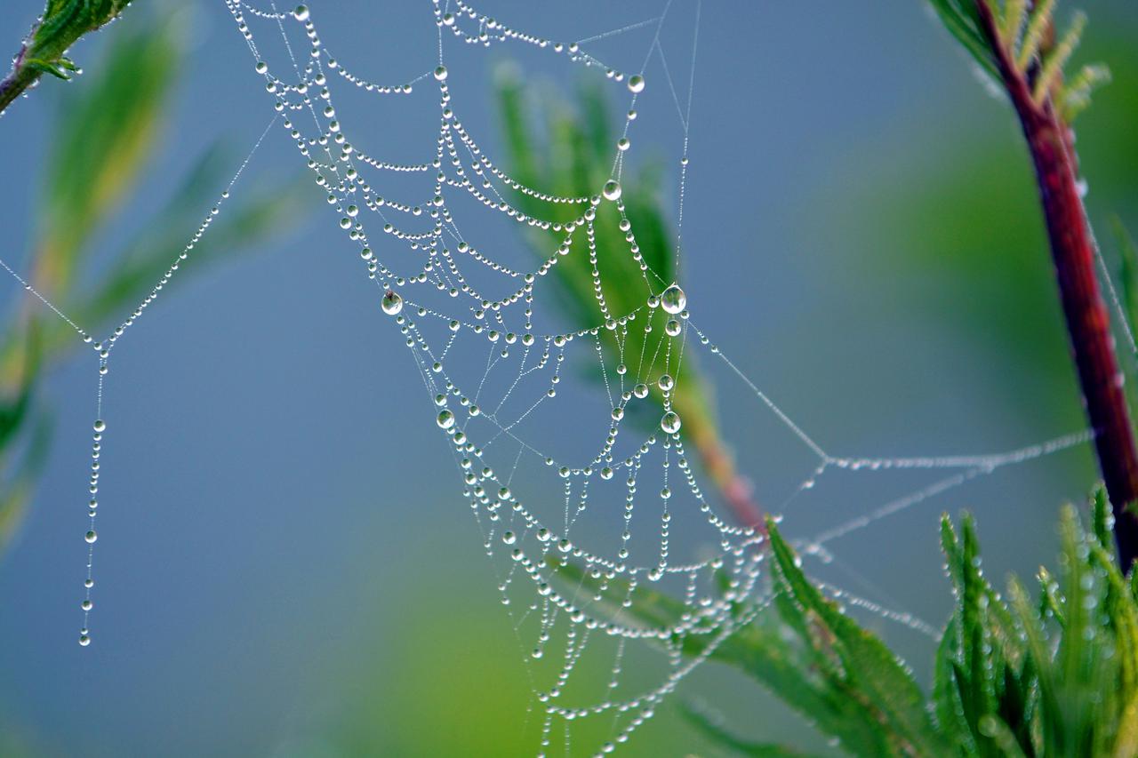 Bilogora