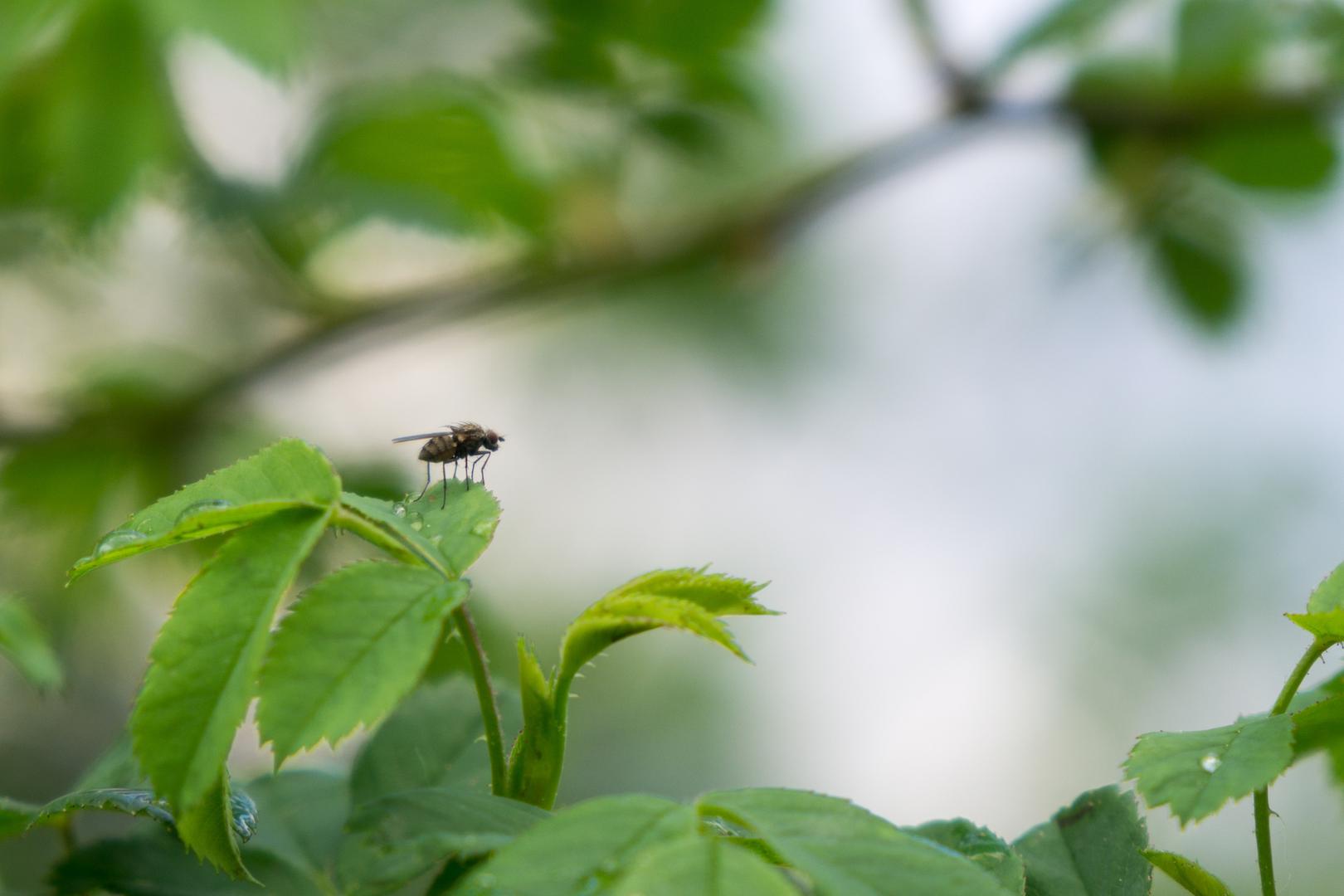 Muhe nisu samo iritantne zbog svog zujanja već i mogu biti i prijetnja zdravlju s obzirom na to da mogu nositi oko milijun bakterija na svojim nožicama prekrivenim sićušnim dlakama. Stoga smo se prisjetili genijalnog načina kako ih i ove godine držati podalje od svog doma.