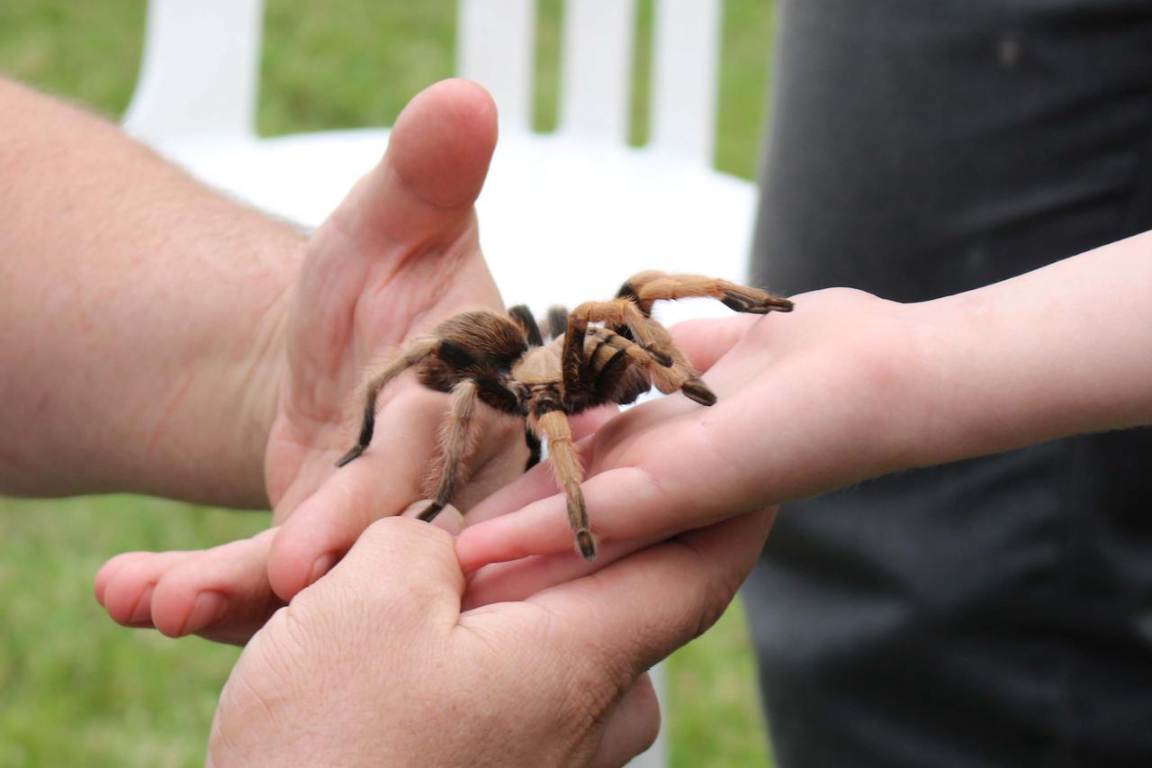 tarantula