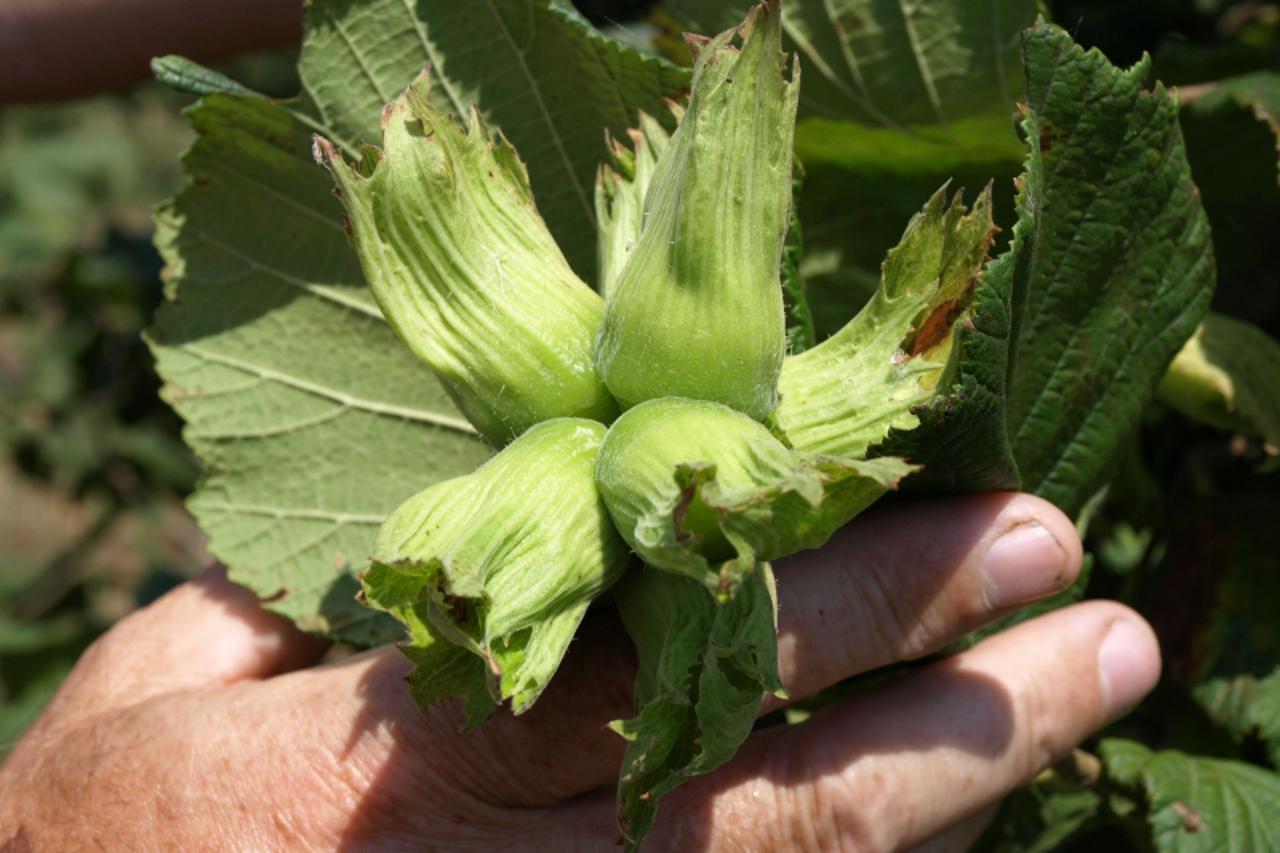 'Podravina-bilogora, 19.7.2011. Daruvar Istarski duguljasti ljesnjak najzastupljeniji je na Moulisovim plantazama Michael Palijan / VLM                         '