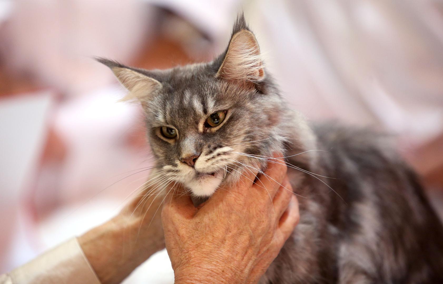 Tijekom vikenda Westgateom je odzvanjalo mijaukanje, mnogima među nama jedan od najdražih zvukova. 