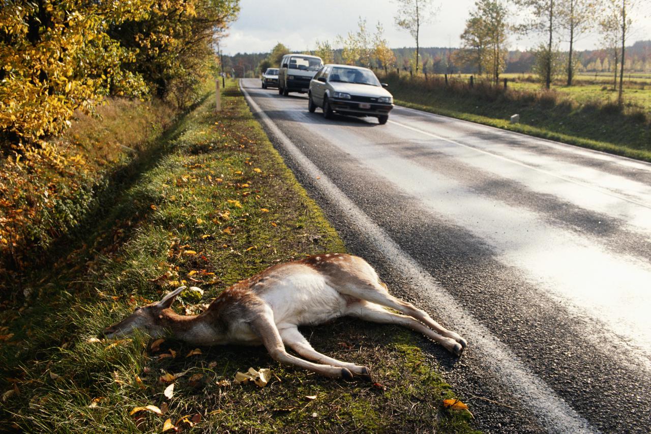 jelen na cesti
