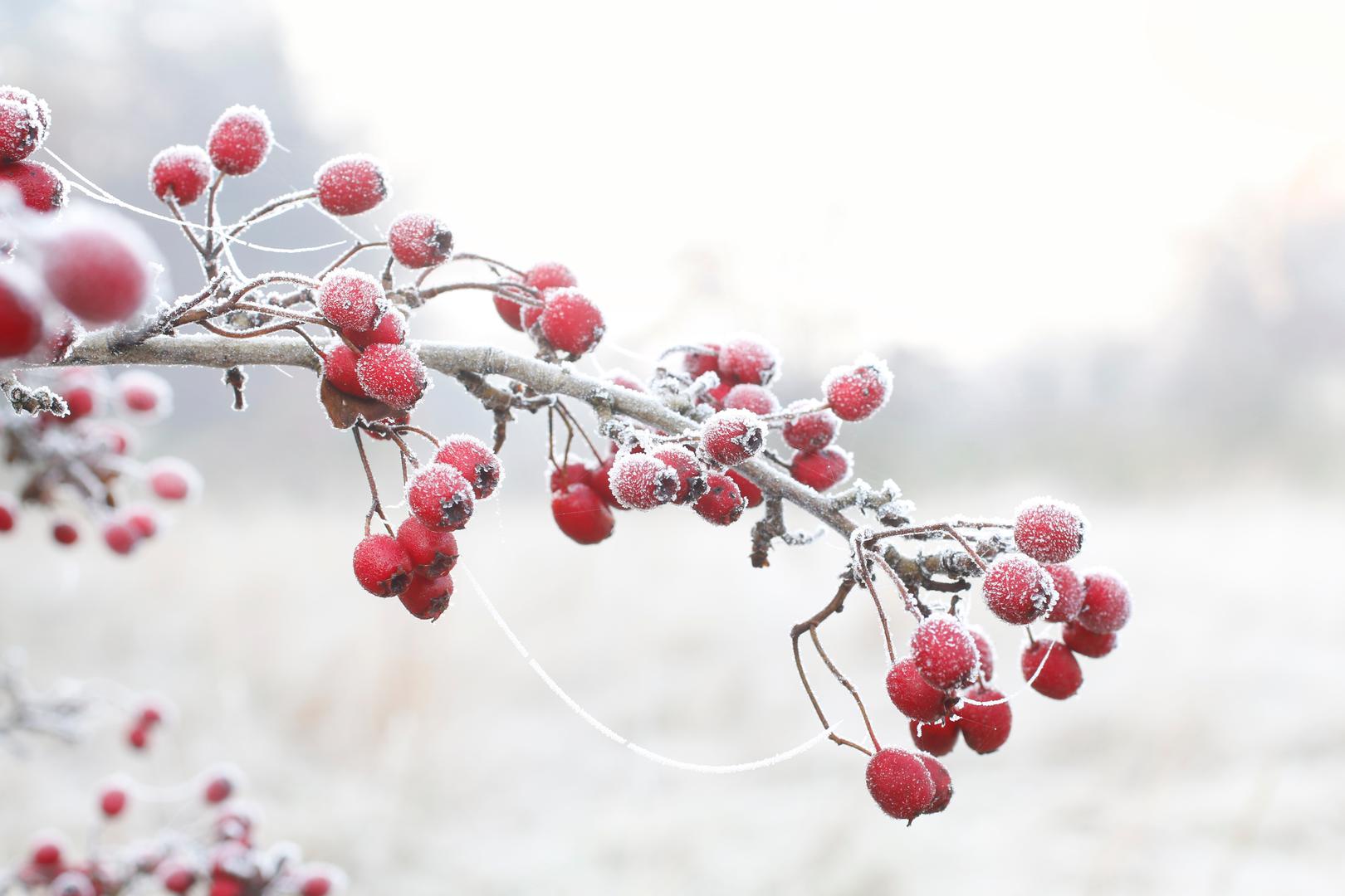 Grmovi voća: Grmovi voća, uključujući borovnice, crni i crveni ribiz, kao i ogrozd, trebaju se orezivati ​​zimi. Uklonite starije, manje produktivne stabljike u podnožju da biste potaknuli svježi rast i poboljšali kvalitetu plodova.

