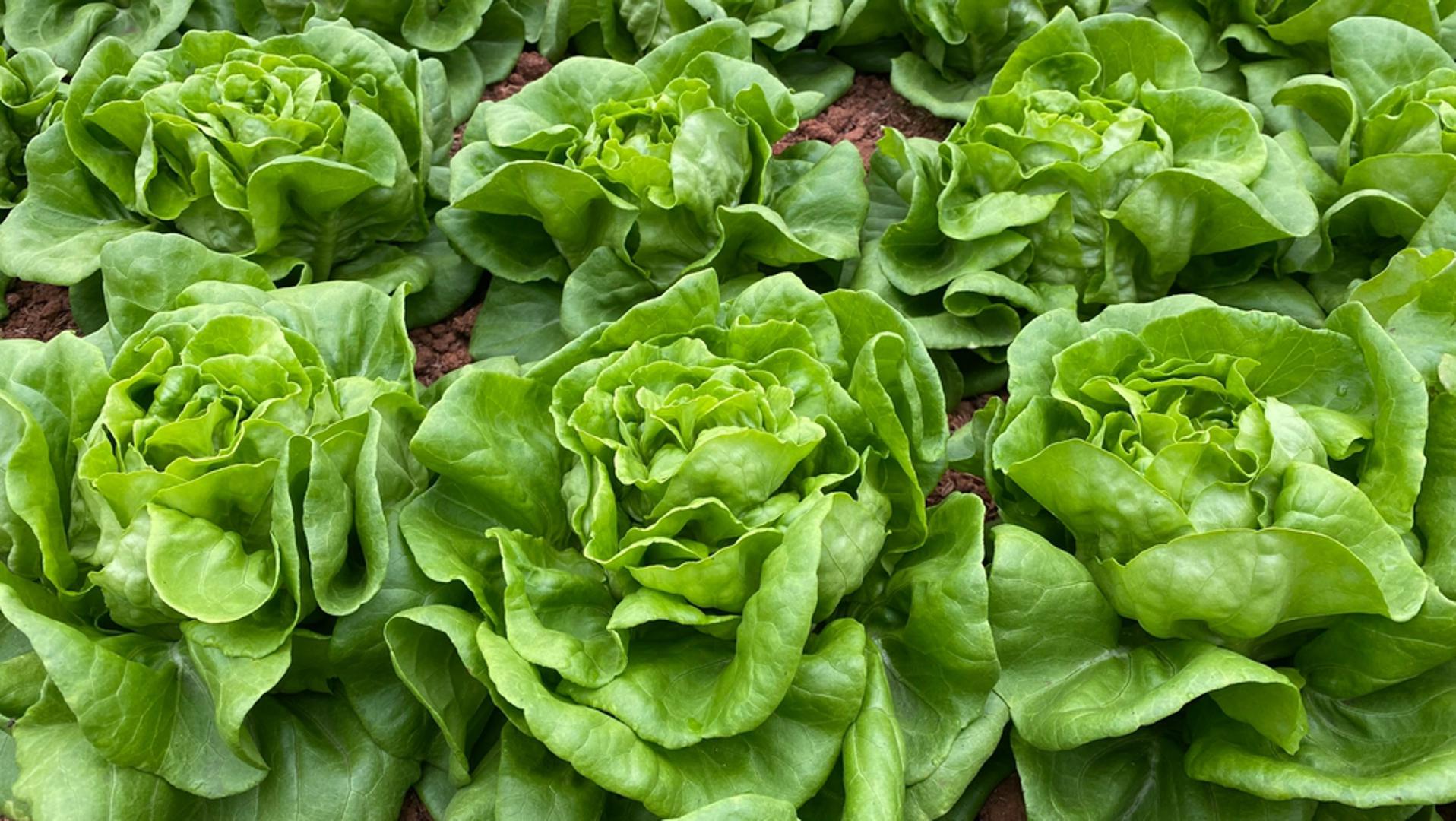 Zimska salata: Presadnice zimskih sorti salate mogu se tijekom listopada posaditi u vrt ili negrijani plastenik. Smjestite ih na sunčano mjesto u rahlo tlo i pazite da središnji dio biljke ne zatrpate zemljom. Prije jačih mrazova zaštitite ih agrotekstilom kako bi bez većih oštećenja dočekale proljeće.