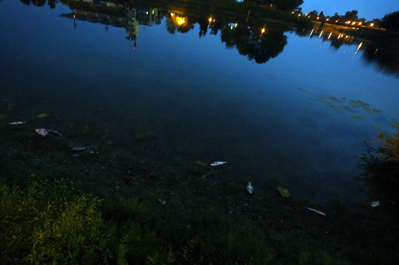 Mrtve ribe na Jarunu