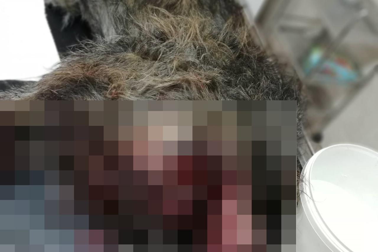 Pas ozlijeđen petardom