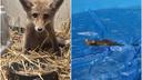 Young fox rescued from Zagreb swimming pool, set for release