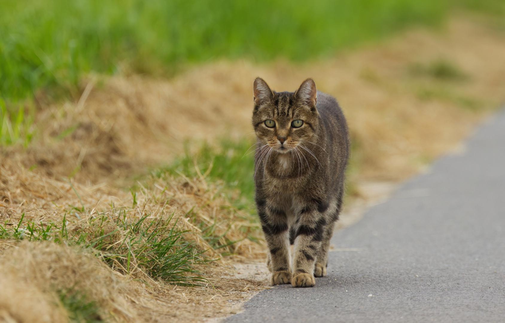 Automobili: Mačke su brze i nepredvidljive, a vozači ih često ni ne primijete na vrijeme. Udar automobila najčešći je uzrok smrtnog stradavanja vanjskih mačaka. Čak i ako prežive, posljedice mogu biti teške i trajne, kao što su oštećeni mjehur, problemi s disanjem, lomovi i amputacije.