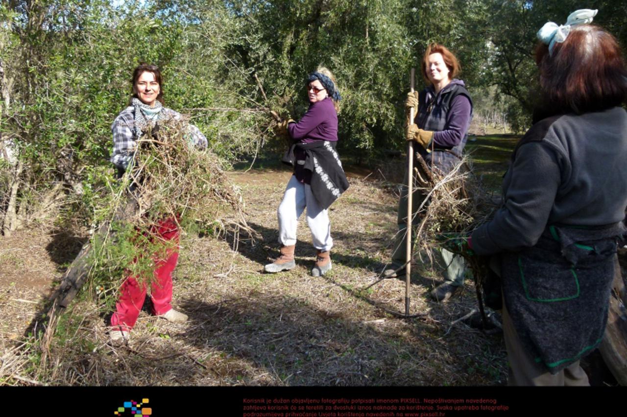 '17.02.2012., Lastovo - Konoba Fumari gospodje Vanje koja je organizirala pravu radnu akciju. Zvala je ljude preko interneta da joj ciste masline u zamjenu za smjestaj i hranu i sudjelovanje na poklad