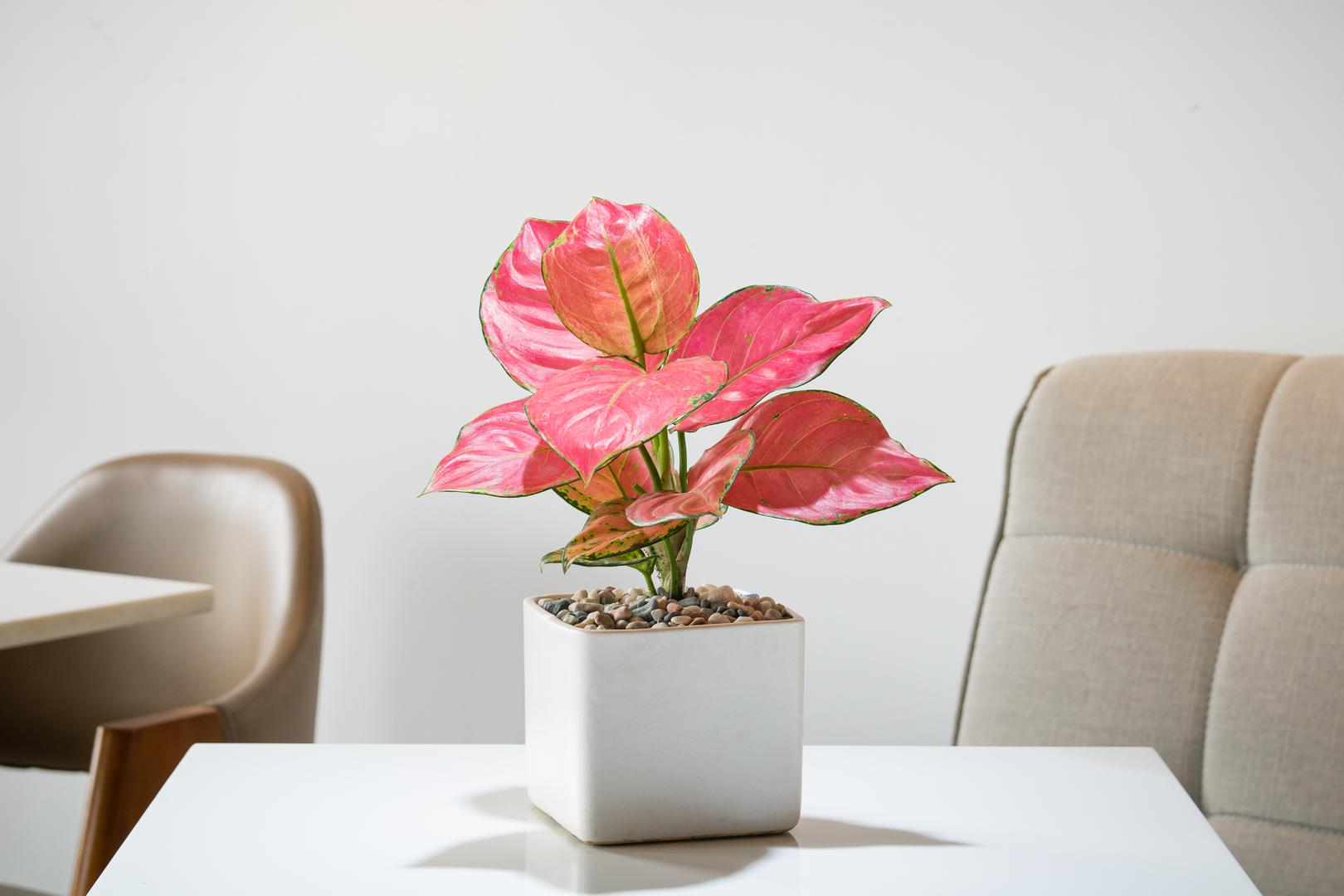 Osim toga, aglaonema ima i vrlo visoku stopu transpiracije, što znači da je super učinkovita u hlađenju unutarnjih temperatura, kao i u ovlaživanju vašeg doma. Kineski zimzeleni su vrlo nezahtjevne biljke, pa ako ste zaboravni, mogu podnijeti neredovito zalijevanje i dobro će uspijevati bez obzira gdje ih smjestite jer im odgovaraju uvjeti s malo svjetla.