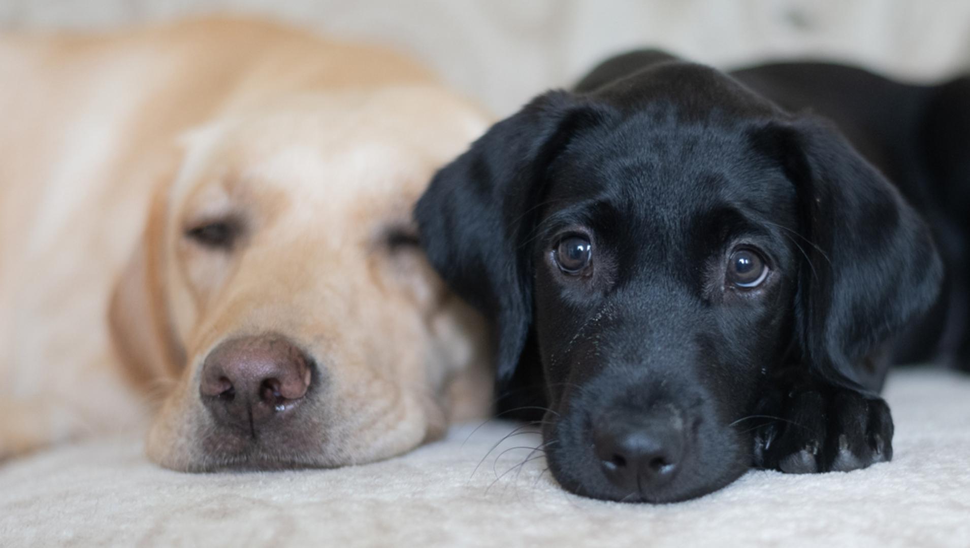 Labrador: Ovi entuzijastični psi znatno su veći od mačke, a imaju više nego dovoljno ljubavi koju su spremni podijeliti s drugima. Labradori su ljubazni i druželjubivi te su poznati po tome što se dobro slažu sa svima koje upoznaju, bez obzira na vrstu. Nježni su, inteligentni i željni ugoditi.