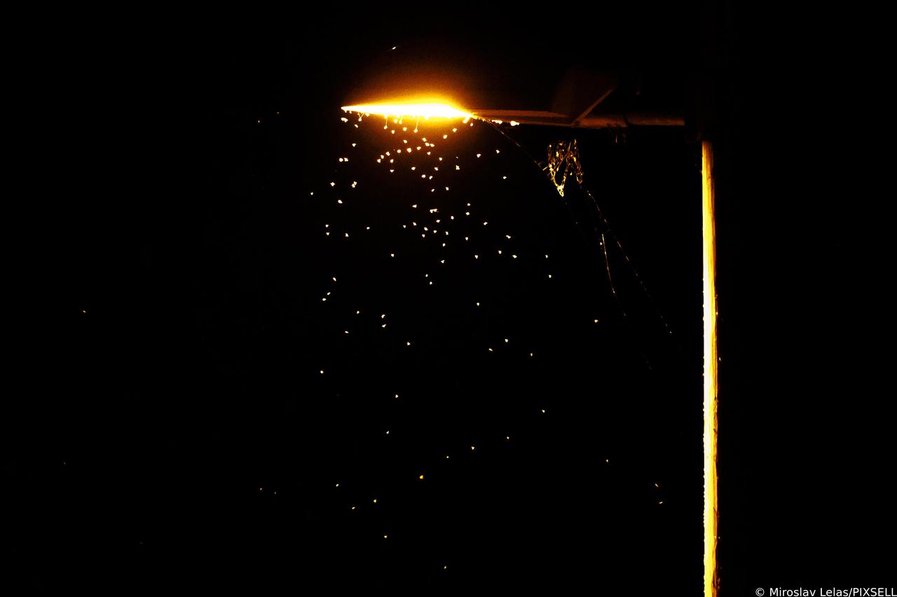 Split: Rojevi mušica posebno su vidljivi pod svjetlima ulične rasvjete