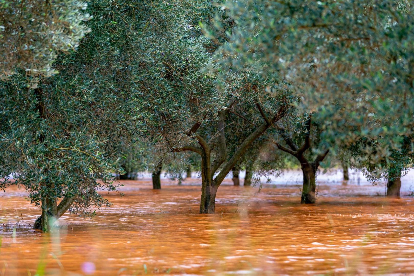 11.10.2020., Kokuletovica - Velike kolicine kise stvorile su mjestimicne probleme u prometu i poplavile su neke maslinike te vinograde.
Photo: Srecko Niketic/PIXSELL