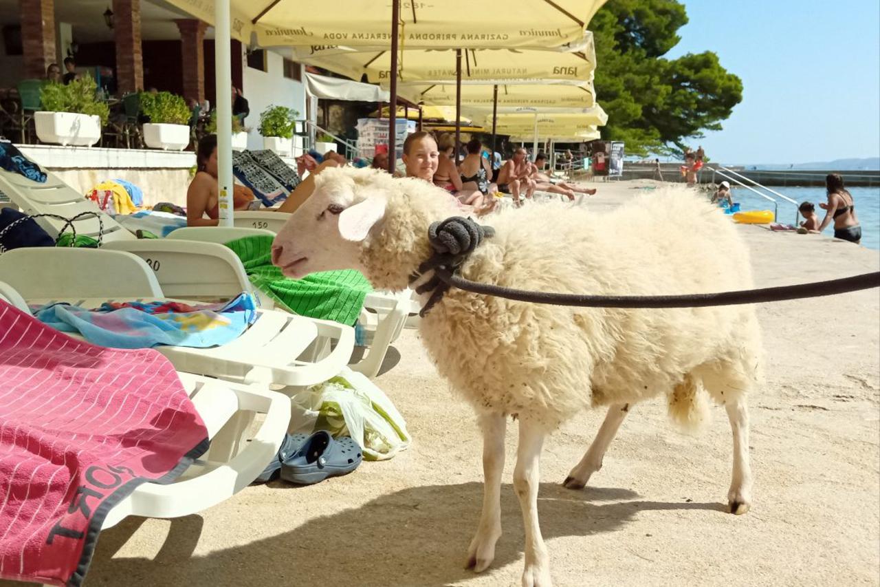 Janje na plaži na Rabu