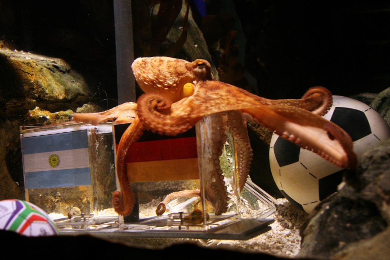 'An octopus named Paul sits on a box with decorated with a German flag and a a shell inside on June 29, 2010 at the Sea Life aquarium in Oberhausen, western Germany. Paul\'s task is to decide in favou