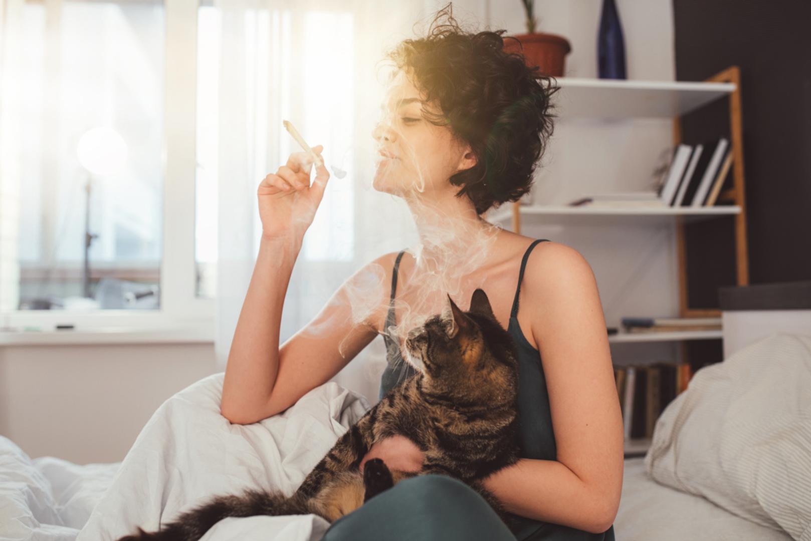 Ne izlažite je pasivnom pušenju: Baš kao i ljudi, i mačke mogu razviti dišne tegobe, alergije pa čak i ozbiljne bolesti zbog udisanja dima cigareta. Budući da se često ližu i kreću uz pod, dodatno su izložene štetnim česticama iz okoline. Zbog toga nitko ne bi trebao pušiti u prostoru u kojem mačka boravi.