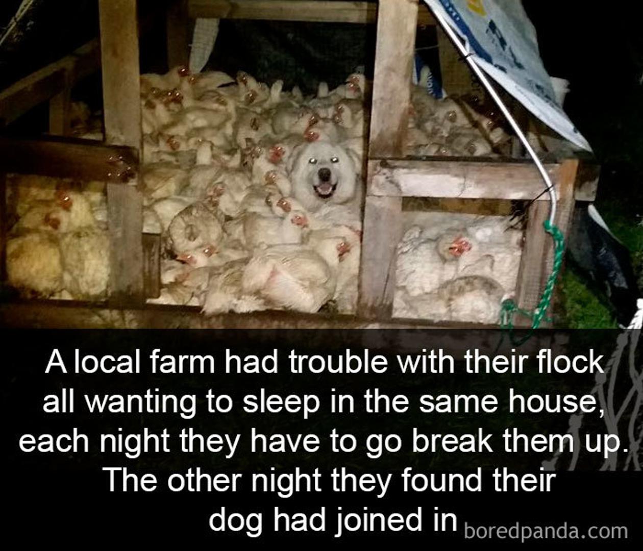 Jedna lokalna farma ima problem jer im sve kokoši žele spavati zajedno i svaku noć ih moraju razdvajati. Jednu noć vidjeli su da im se njihov pas odlučio pridružiti.
