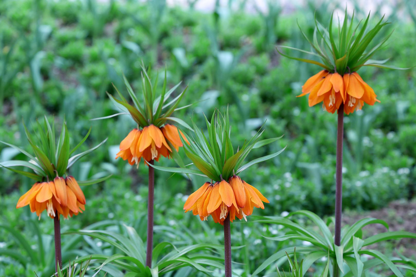 Riječ je o trajnoj biljci iz porodice ljiljana, prepoznatljivoj po visećim, zvonolikim cvjetovima intenzivnih boja. 