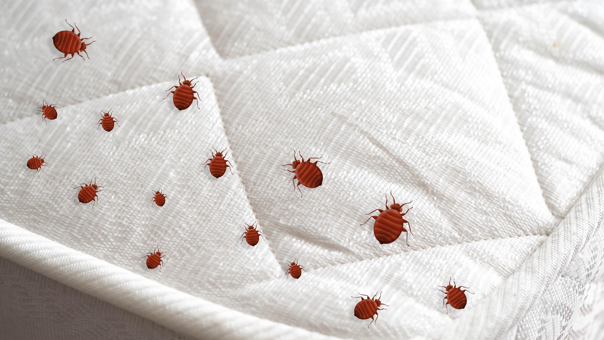 "Ne morate bacati krevet. Ako ga vučete po hodniku, zarazit ćete cijelu kuću", objasnila je. Također je savjetovala da za stjenice ne kupujete sprejeve bez recepta i dimne bombe. "Oni mogu uzrokovati širenje kukaca da bi izbjegli kemikaliju i često su slabija verzija od onih koje koriste službe za suzbijanje štetočina, pa doprinose otpornosti populacije stjenica", objasnila je Spratt. Ako želite isprobati privremenu mjeru za smanjenje broja stjenica, koristite usisavač. "Njegova učinkovitost se uvelike podcjenjuje", dodala je.