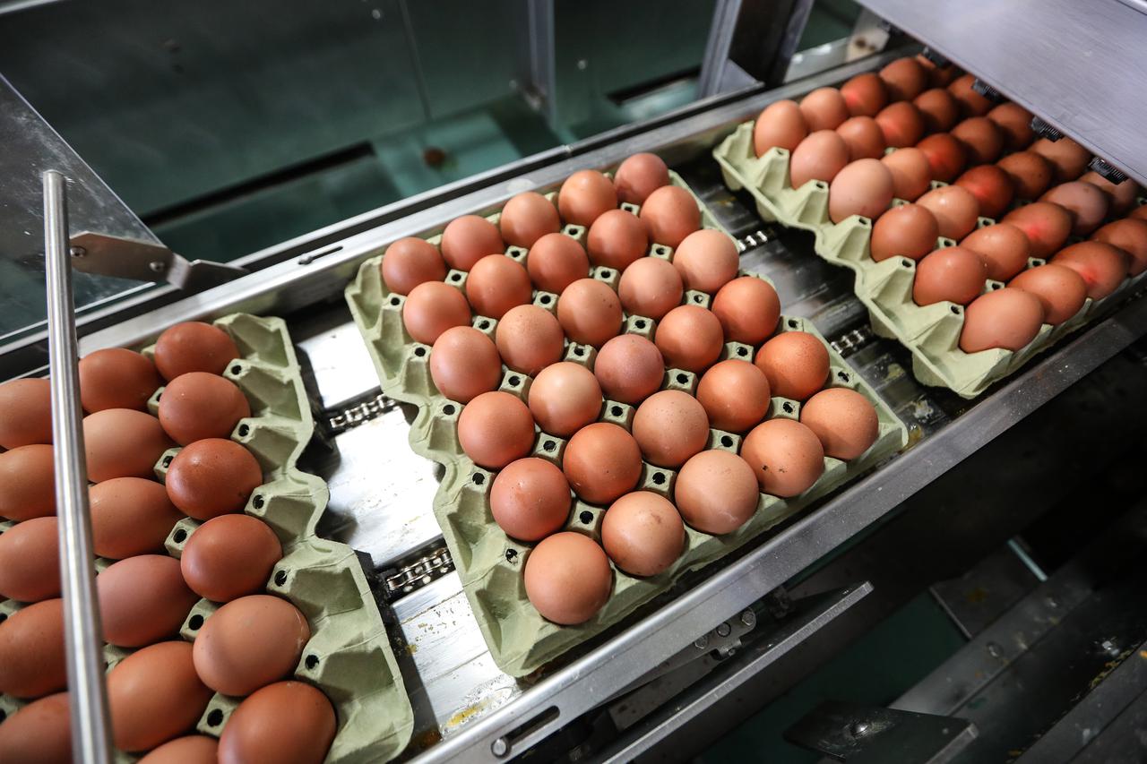 Donja Stubica: Farma nesilica Perfa