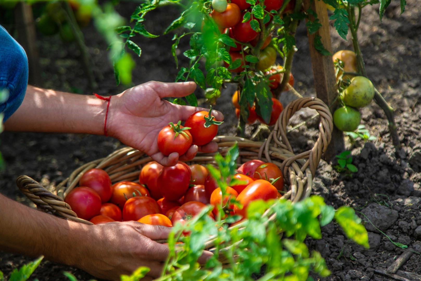 Sezona rajčica u punom je jeku, a sočni crveni plodovi ovih dana zauzimaju važno mjesto na tržnicama, u vrtovima i ljetnim jelovnicima. Ova omiljena ljetna delicija je bogata vodom, vitaminom C, kalijem i likopenom, snažnim antioksidansom kojemu se pripisuje povoljan učinak na zdravlje srca i zaštitu stanica od oksidativnog stresa. 