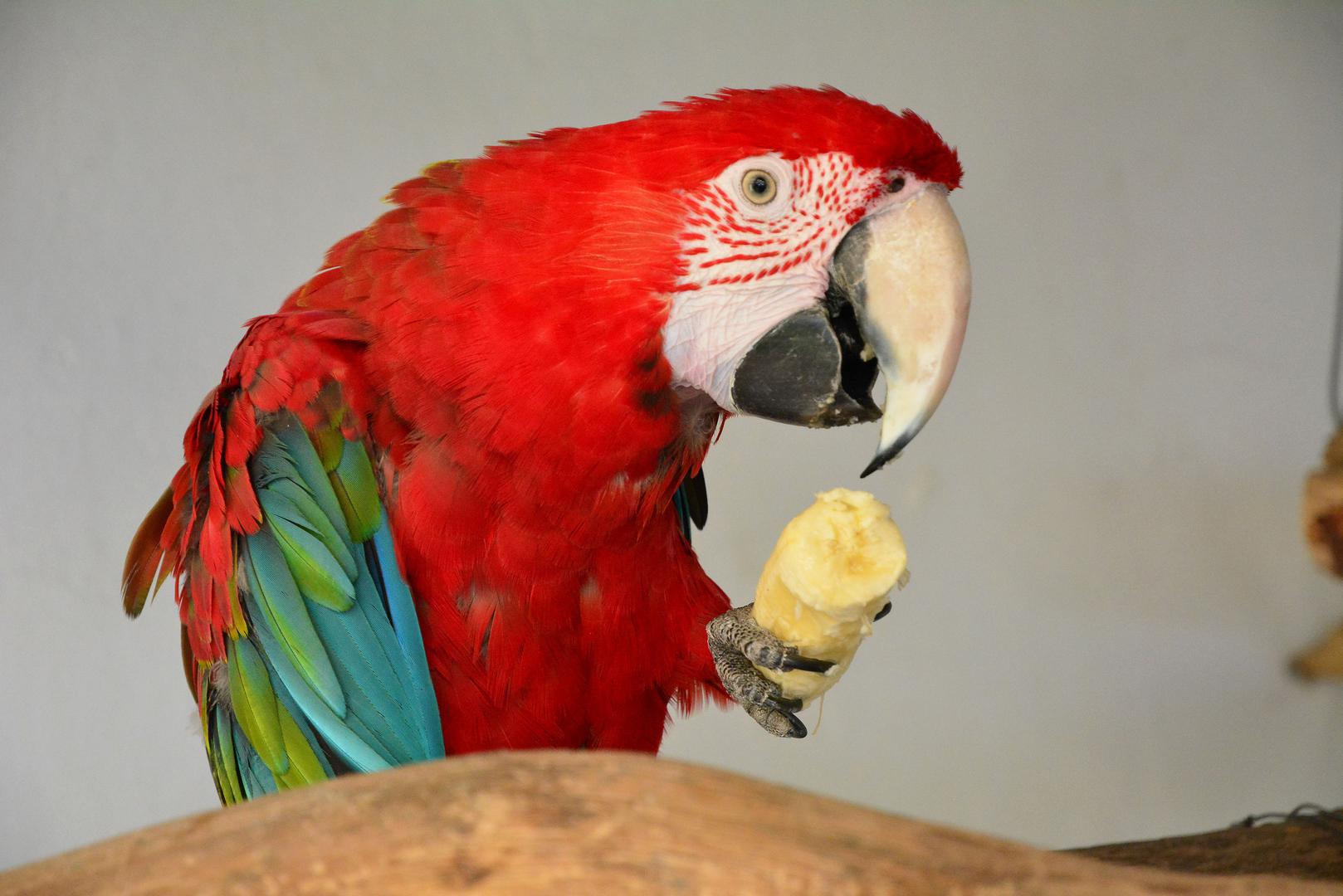 Ara, lat. Ara macao. Regija: Srednja i Južna Amerika. Dužina: do 96 cm