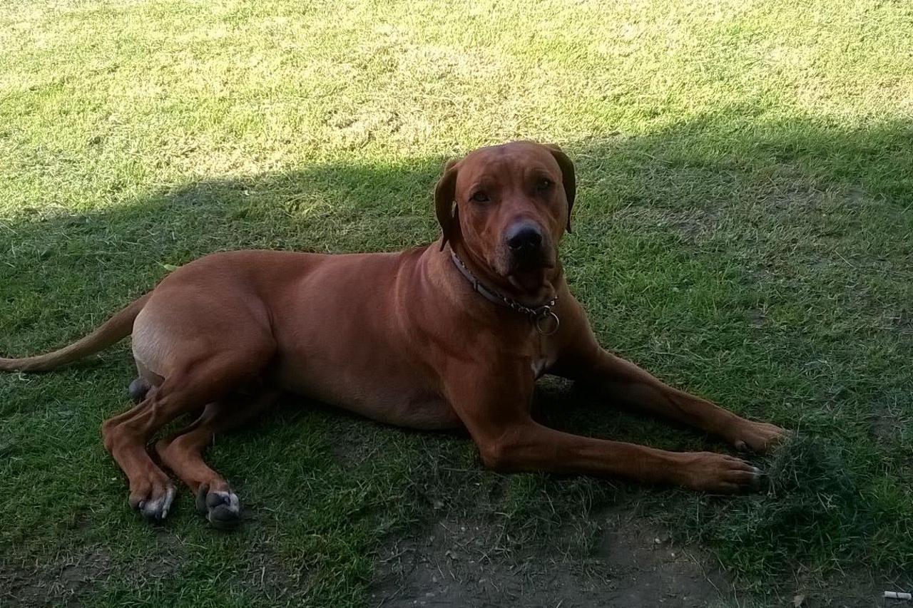 Rodezijski gonič Koda