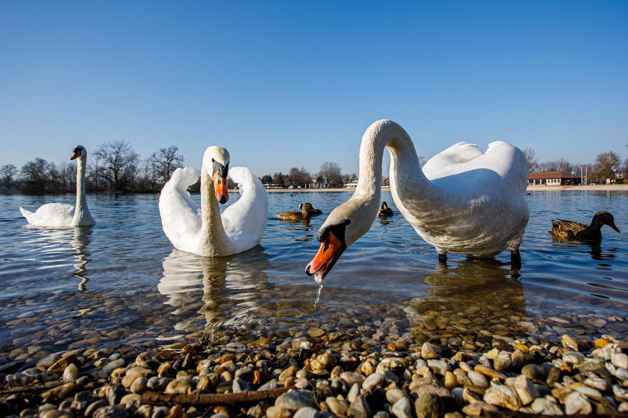 Zagreb: Labudovi na jezeru Jarun