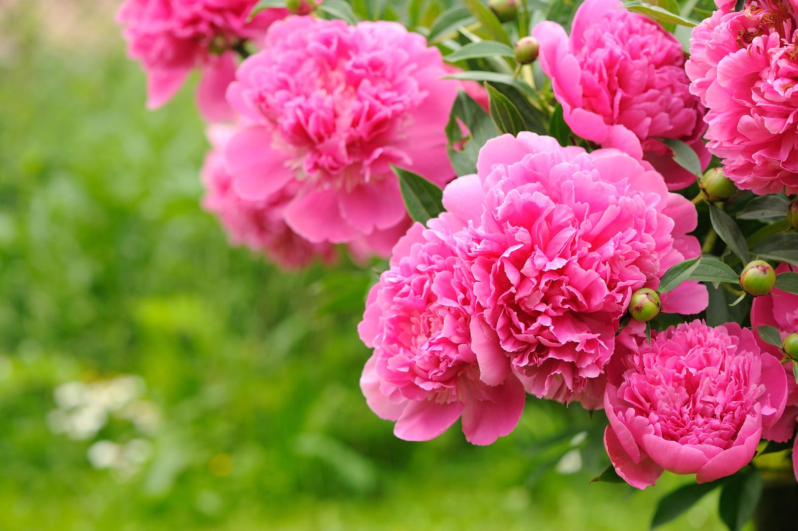 Božur - Često je prisutan u našim vrtovima, izrazito lijepih cvjetova i mirisa. Pripravci od cvjetova i sjemenki mogu biti toksični 