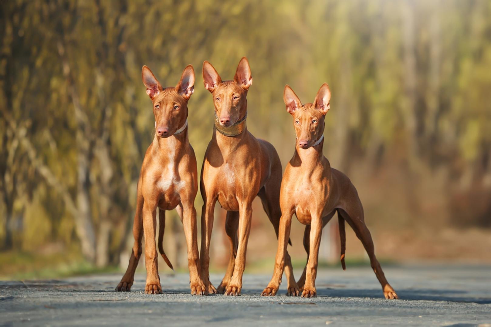 Faraonski pas: Vitka silueta faraonskog psa podsjeća na egipatsku ikonografiju, a riječ je o lovcu s Malte specijaliziranom za lov na zečeve. Iako na Malti postoje mnogi psi sličnog izgleda, velik dio njih nema službene papire. Upravo zato su primjerci iz registriranog uzgoja rijetki i ubrajaju se među skuplje.