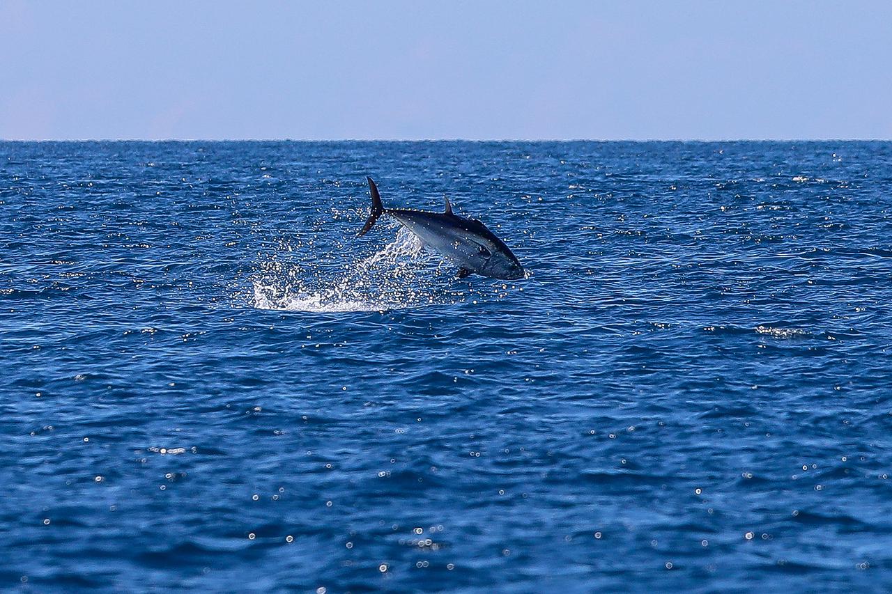 Pula: Oduševljeni kupači i šetači na Lungo mare imali su priliku gledati hranjenje tuna