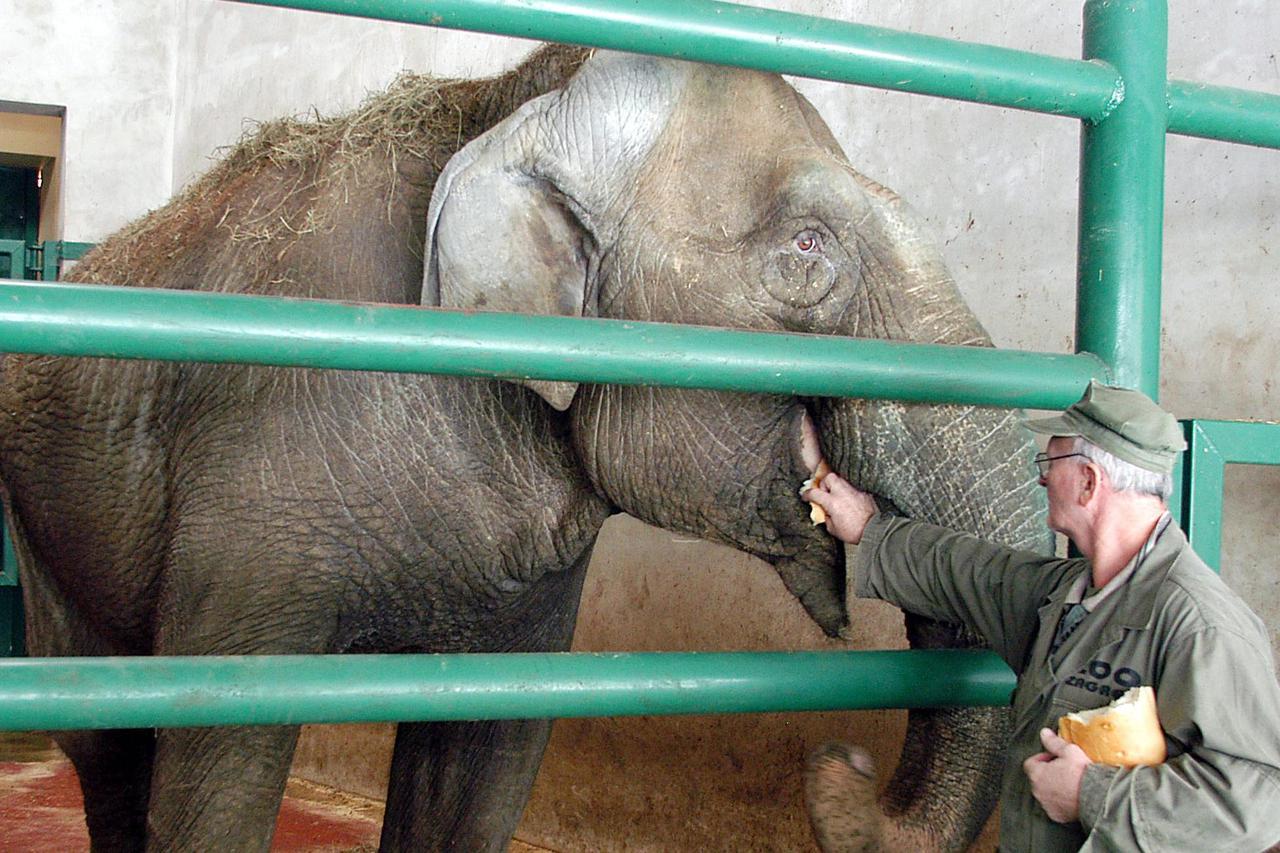 slon ZOO Zagreb