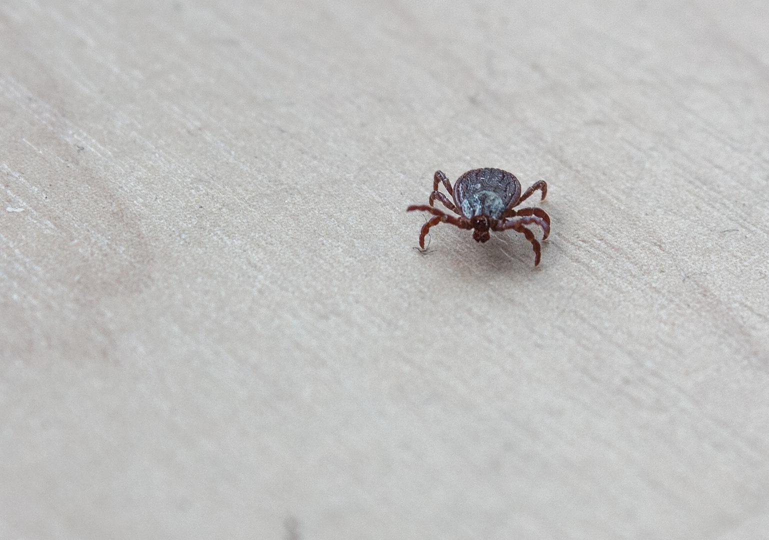 Grinje, iako malene, jedna su od najsveprisutnijih stvorenja na Zemlji. Pa ipak, ljudi ih često ne primijete dok ne postanu problematične. Dok je većina vrsta grinja bezopasna za ljude, neke mogu izazvati alergijske reakcije ili čak uzrokovati bolesti. Suočavanje s grinjama, posebno za one s alergijama, je kritično. Ali, kako možete učinkovito ukloniti grinje? Uz ovih jednostavnih, brzih i učinkovitih pet koraka, piše Steri-Fab. 