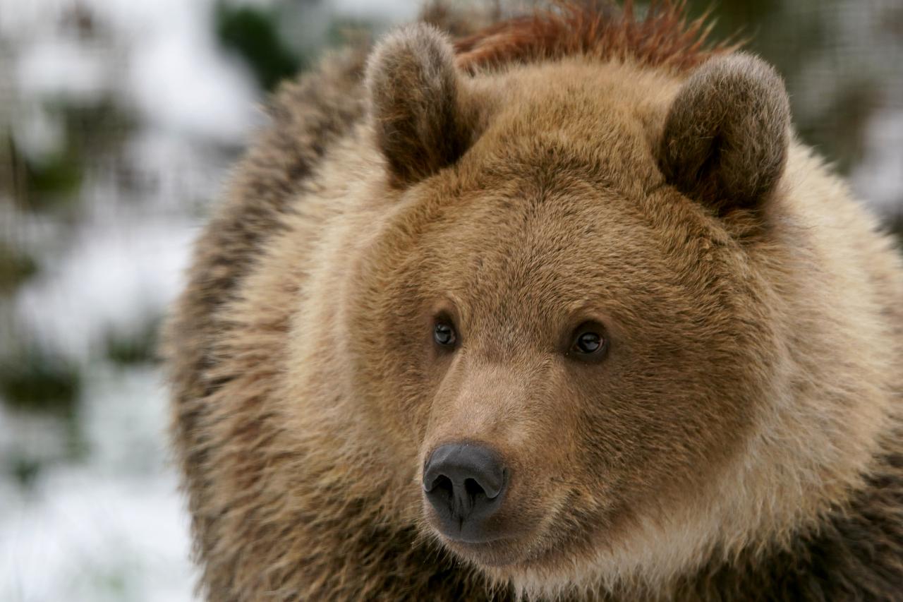 Bear cub rehomed at Wildwood Trust in Kent