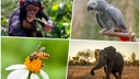The 10 Most Intelligent Animals in the World, Featuring 'Dialects' and Knot-Untangling Skills